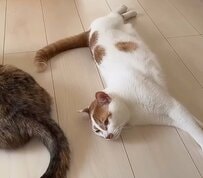 くつろぐ2匹の猫をよく見ると→「まさかの尻尾バシバシ攻撃」を連発！？意外な光景に笑ってしまう
