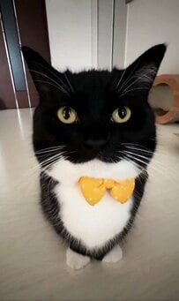 【ドキドキしちゃう！】蝶ネクタイ姿の猫さんがジッと見つめてくれる動画が尊い！