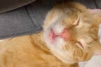 元保護猫さんの「野性のない寝姿」が話題　ハッキリした寝息に…