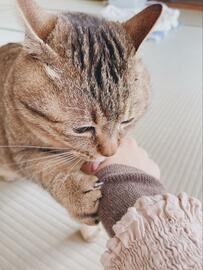 「かいぬし…行くなァ…！！」外出を阻止したい猫さん　最後のかわいい一コマに笑ってしまう