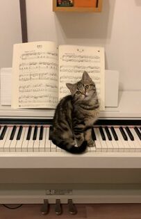 ピアノ練習の邪魔をする子猫　成長後の今は…まさかのビフォーアフターに10万いいね