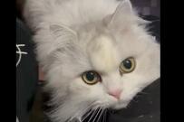 帰宅した飼い主に猫が…話題の「撫でてください攻撃」1万いいね