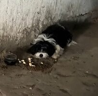 住宅地の4階で衰弱して動けなくなっていた子犬を救助 感染症の可能性が疑われ、病院で治療を開始