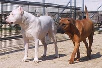 ドッグランで保護犬が「掘り起こしたもの」に思わず目を疑う　「ロマンが過ぎる」「結構なニュース」