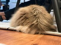 「尻を向けた猫」のモフモフ感が最高すぎる…　顔が見えなくても伝わる愛らしさ