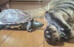 「かぐわしい…」猫の肉球の匂いをかぐ亀→堪能するシュールな様子に思わず二度見