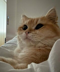 「これはまた盛大な」フワフワでかわいい猫の見事な”癖毛”に笑ってしまう