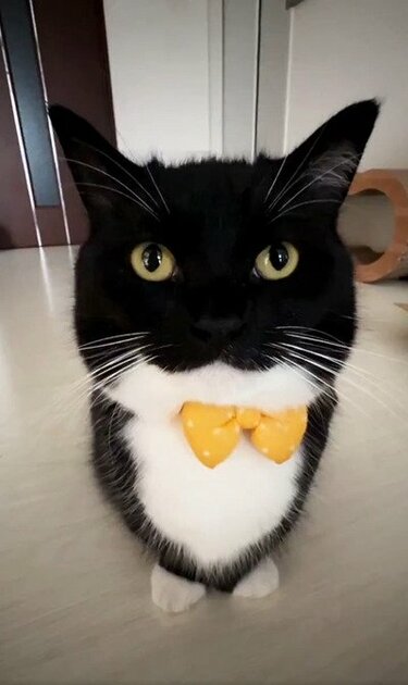 ドキドキしちゃう！】蝶ネクタイ姿の猫さんがジッと見つめてくれる動画
