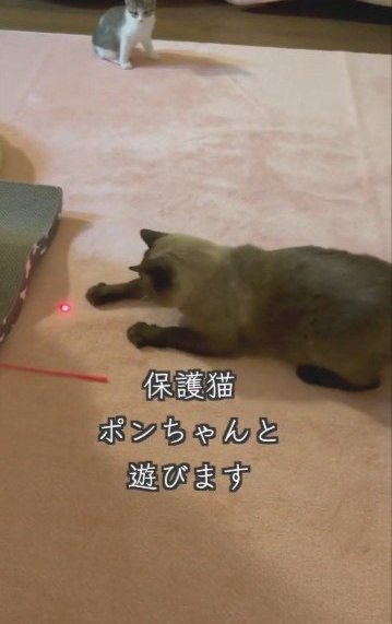 先住猫が遊ぶ姿をじっと見つめる保護猫のチョコちゃん