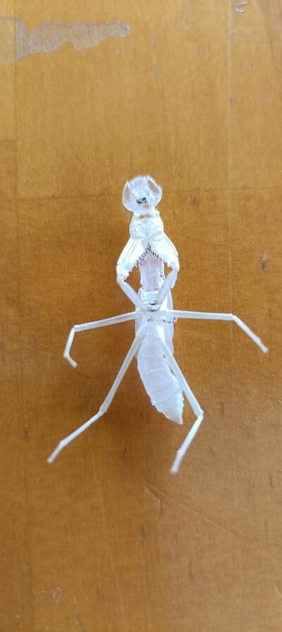 カマキリの抜け殻