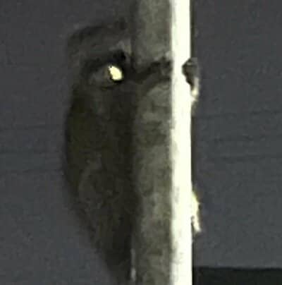 ジッと見つめているのがわかります
