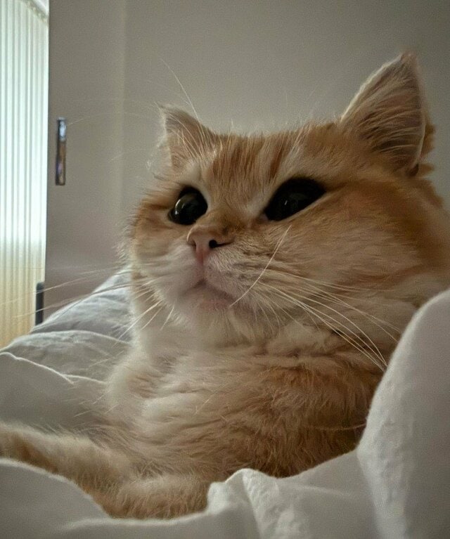 「これはまた盛大な」フワフワでかわいい猫の見事な”癖毛”に笑ってしまう