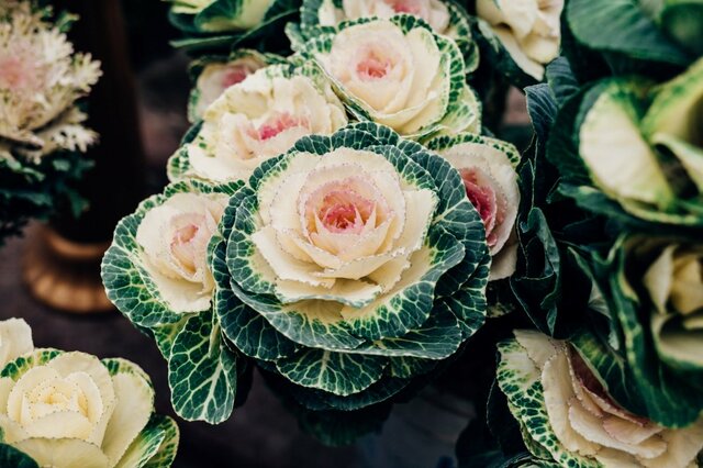 冬の玄関に！小さなハボタン主役の「ホワイト系寄せ植え」彩りを添える名脇役たちもご紹介