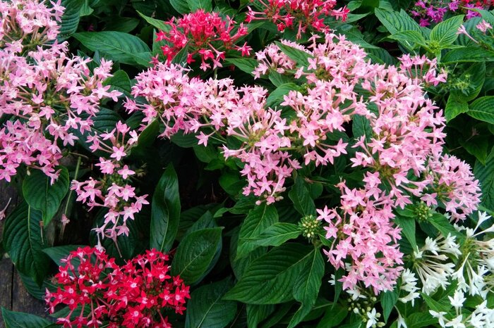 鮮やかな花色を楽しめるペンタス