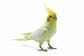 シルクの枕カバーを購入　飼育中のオカメインコが歓喜する様子に「最高にオカメ」