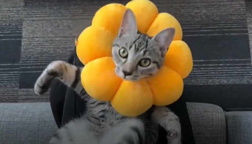 出所：@totomaru_hanmi