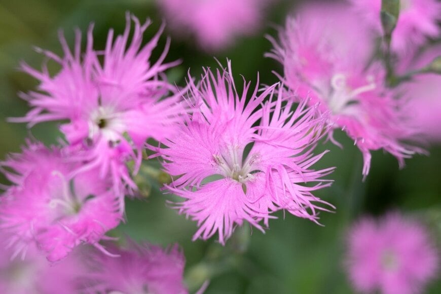 ナデシコ　　　yoshi0511/shutterstock.com