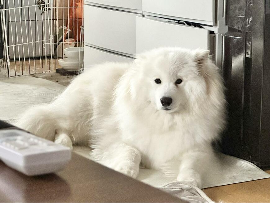 出所：@samoedsoran