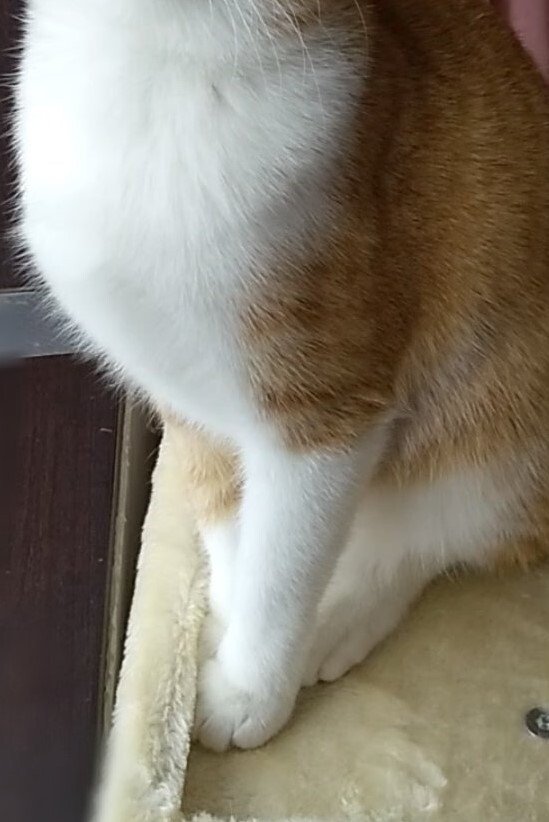 出所：@mero627puri914