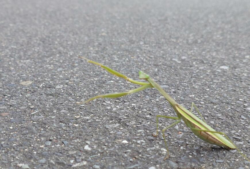 出所：@HirusugiOkita