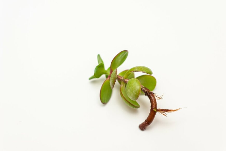 Lokana/Shutterstock.com