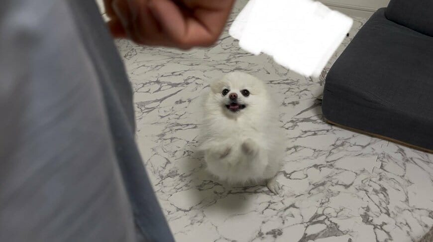 パパが帰宅して嬉しい犬　あまりにも「かわいすぎる出迎え」に悶絶してしまう…