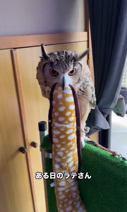 出所：@ba_chantolatte