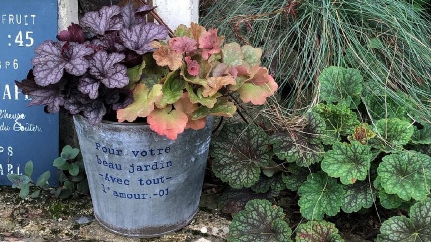 春のシェードガーデンを彩る！植えっぱなしOK「ヒューケラ」シックな葉色のグラデーションが美しい3カラーを厳選！