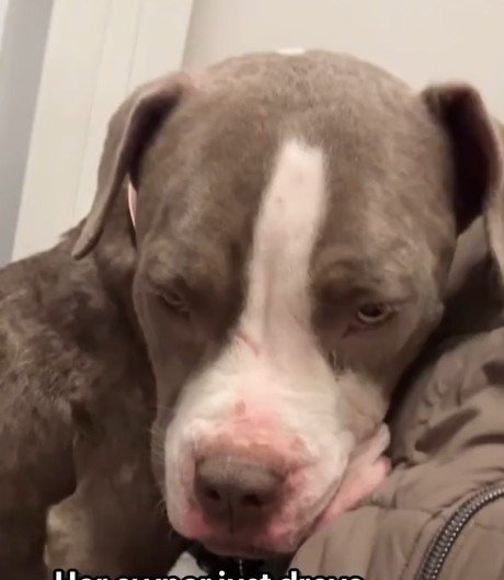 飼い主の車から降ろされ放置された犬を震える寒さの中救助　明るさを取り戻す姿に感動