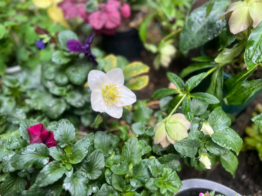 「日陰の庭でも、諦めない」冬のシェードガーデンで《キレイを楽しむ草木花》おすすめ3選。クリスマスのシンボルツリーも