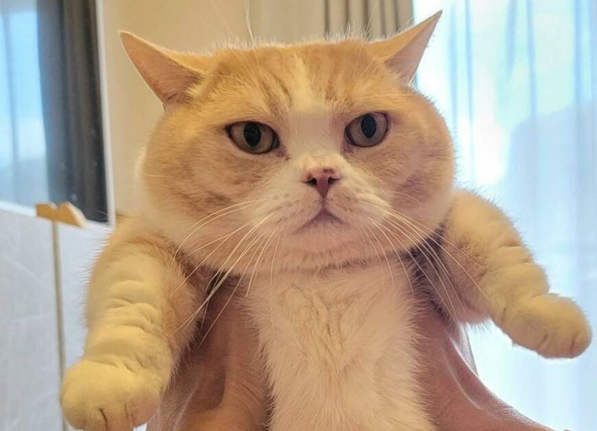 出所：@nekotansoku