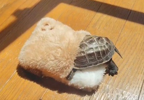 出所：@Mh0MLiErcV8E97C