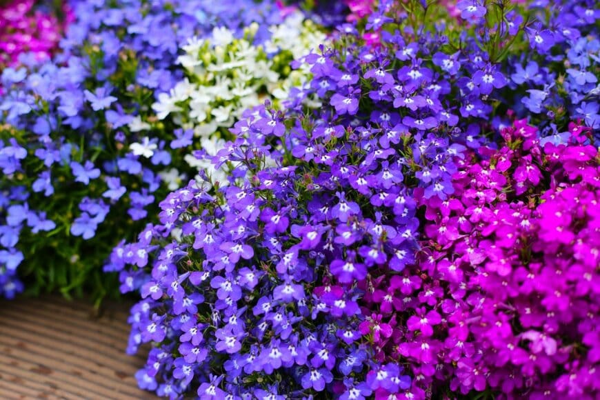 Bowonpat Sakaew/shutterstock.com