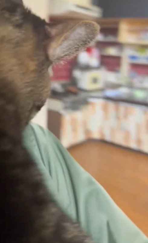 出所：@00shitemita