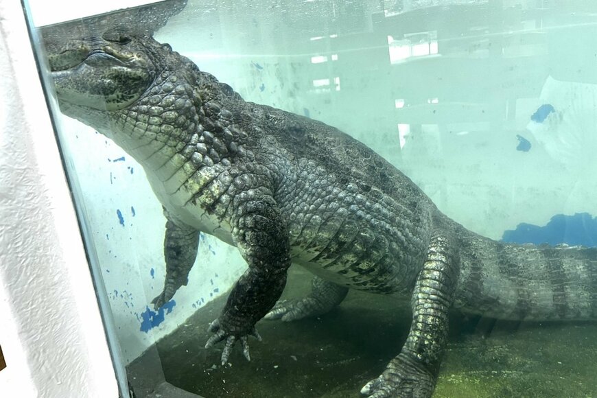 「深谷爬虫類館」のワニの餌やりショー　週1回に制限された理由に笑ってしまう