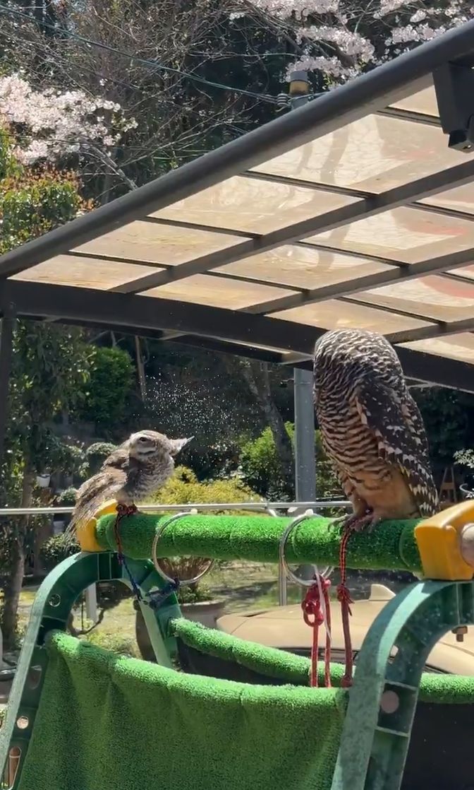 出所：@9Ougonnokaze