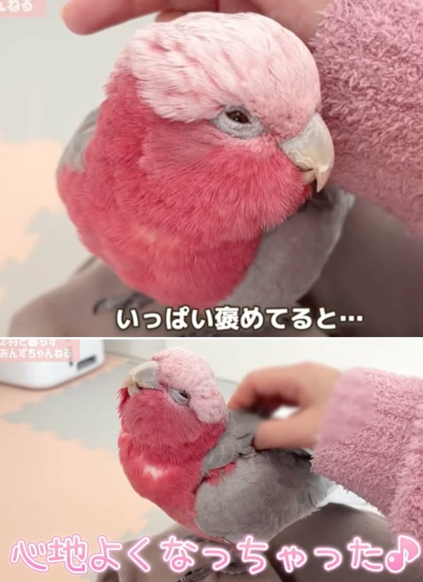 出所：@anz_omomiri