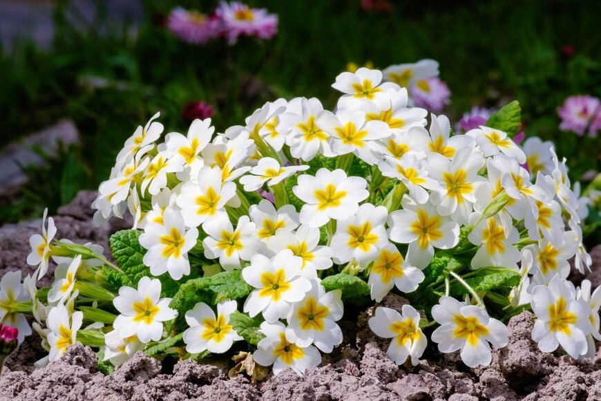 Denis Shitikoff/shutterstock.com