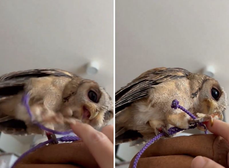 出所：@purinon2929k