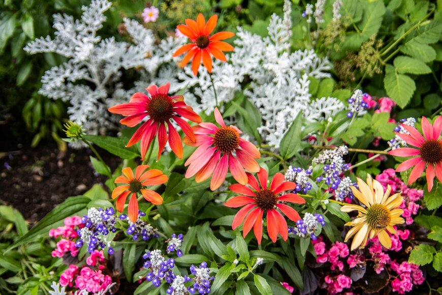 【春のガーデニング】オシャレな寄せ植えになる！オススメの組み合わせ例を紹介、花色と草丈がポイント