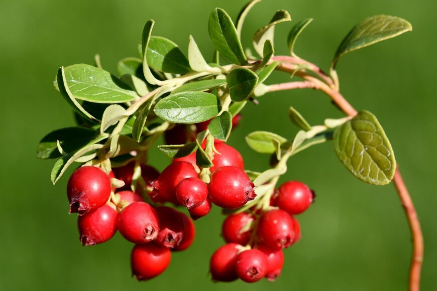 Manfred Ruckszio/Shutterstock.com