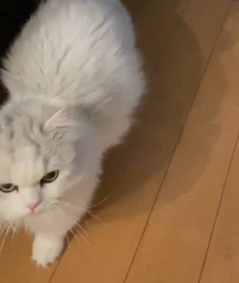 出所：@NEKOLAND13