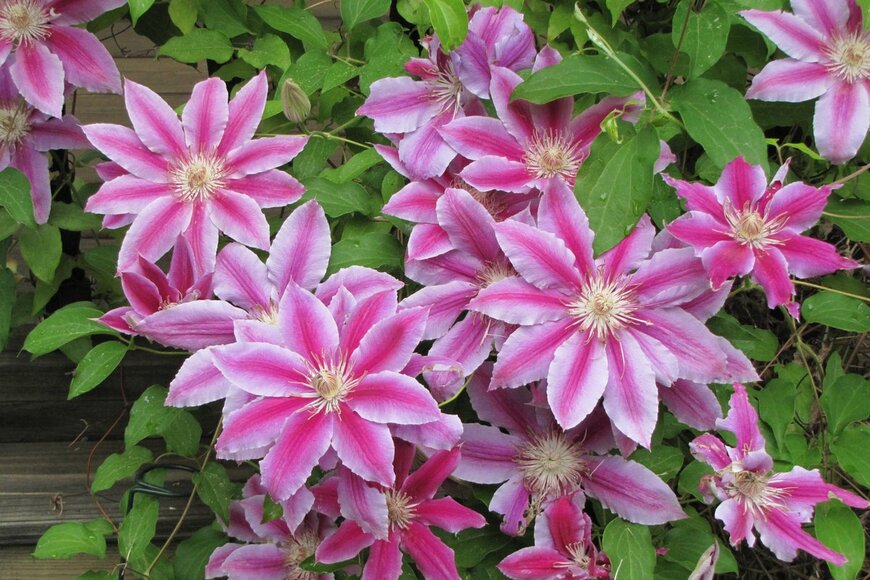 Kat Ryker/Shutterstock.com