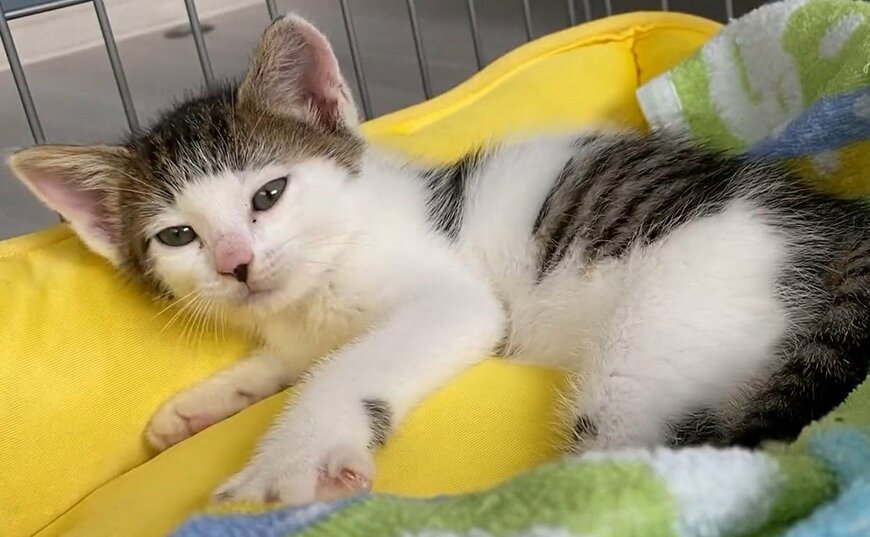 出所：@Saeroyi_cat