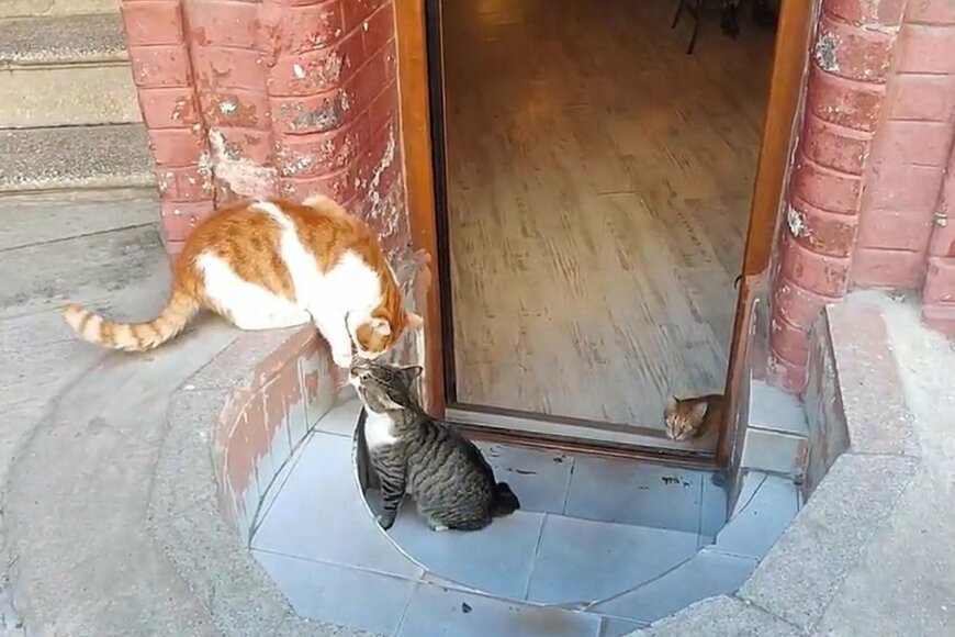 出所：@nekosanpoch