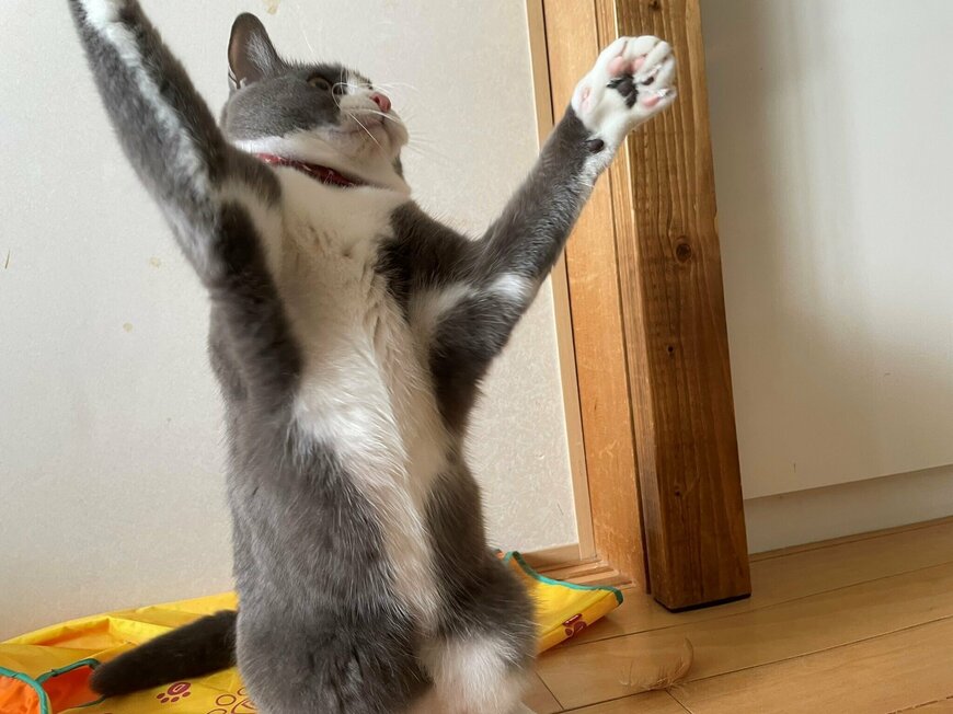 出所：@neko_wagaya