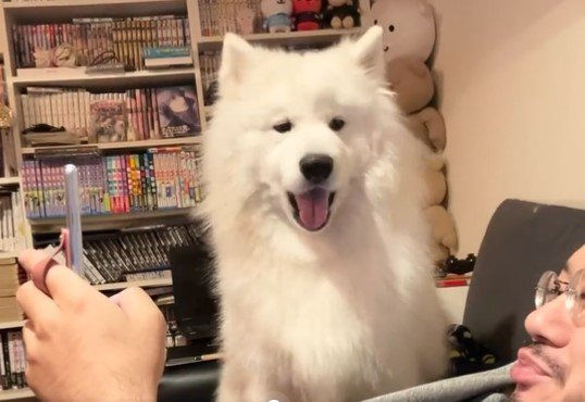 出所：@samoedsoran