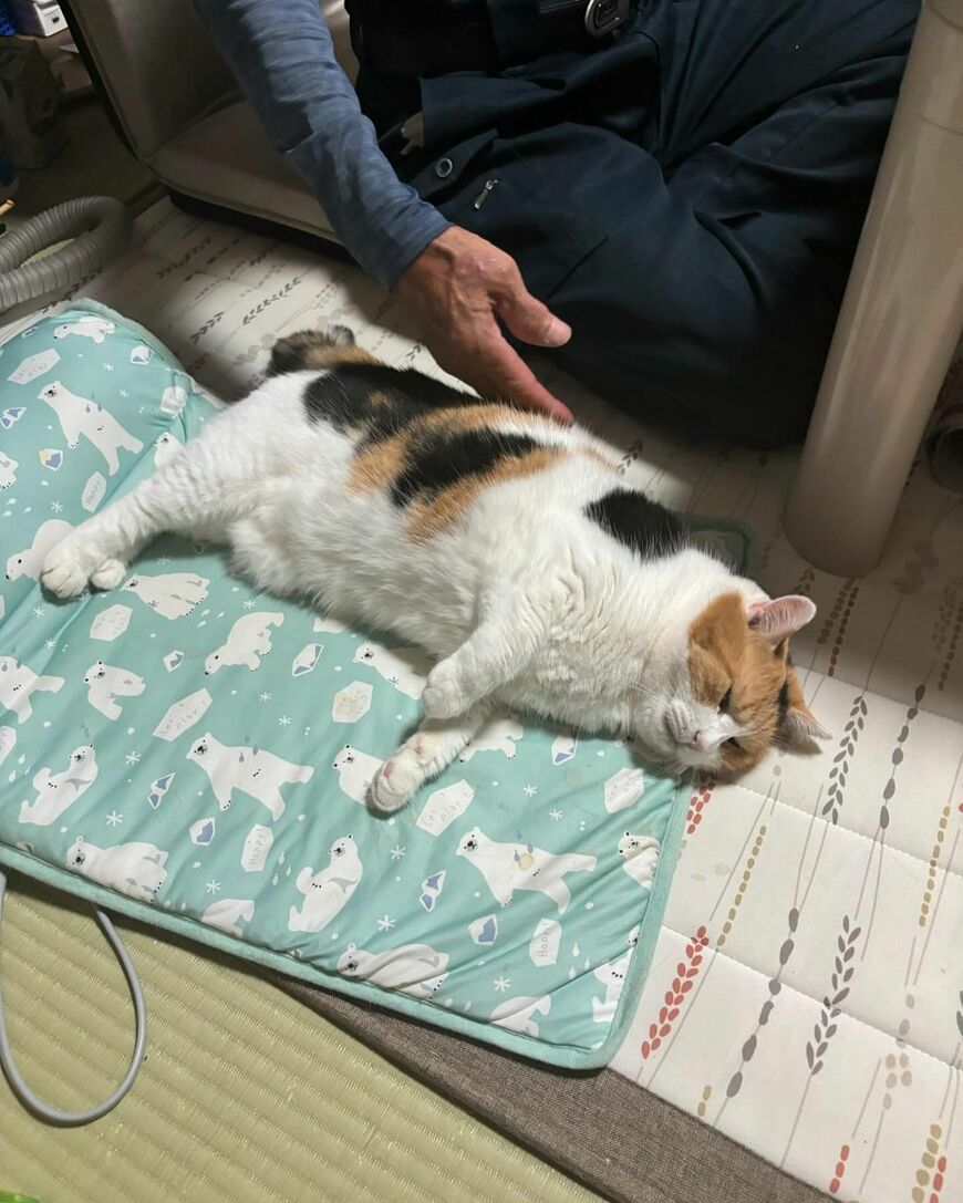 お父様に甘える元保護猫さん、カメラに気がつくと…まさかのリアクションにSNS民が悶絶！