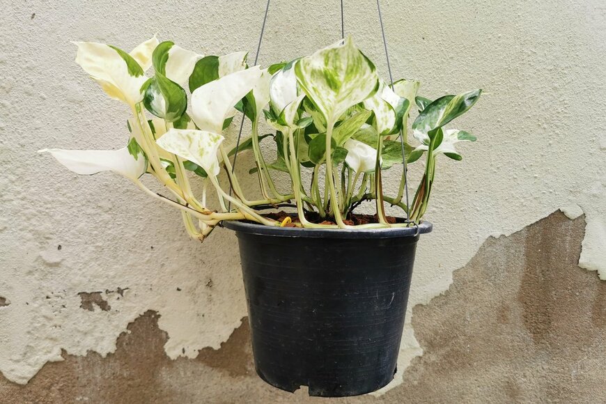 Omkoi/Shutterstock.com