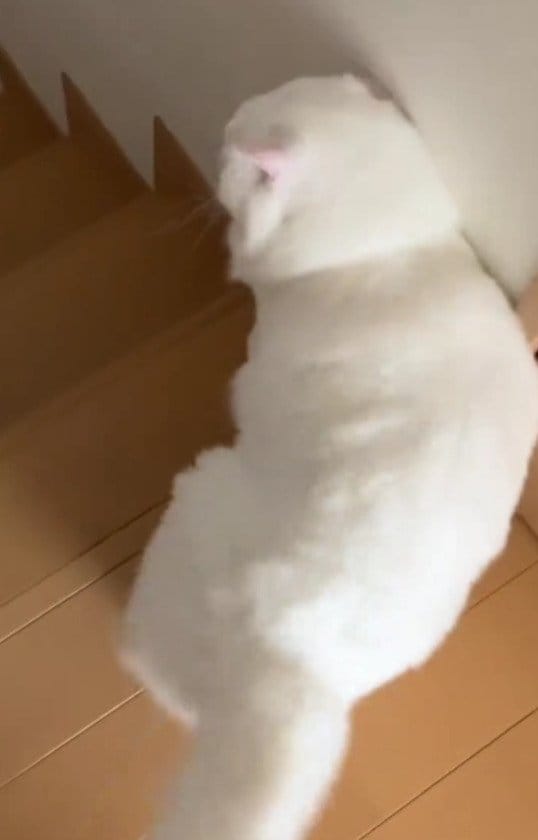 【液体猫】猫ちゃんの個性的すぎる階段の下り方が話題！「スライムみたい」など驚きの声